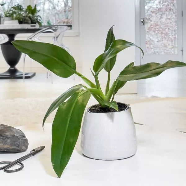 A well grown Philodendron Wendlandii Plant, planted in a classic white ceramic pot with living area as a background.