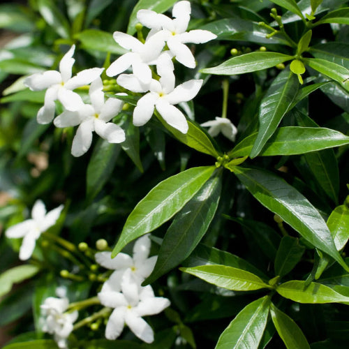 Close up of the flowers of the Pinwheel Plant
