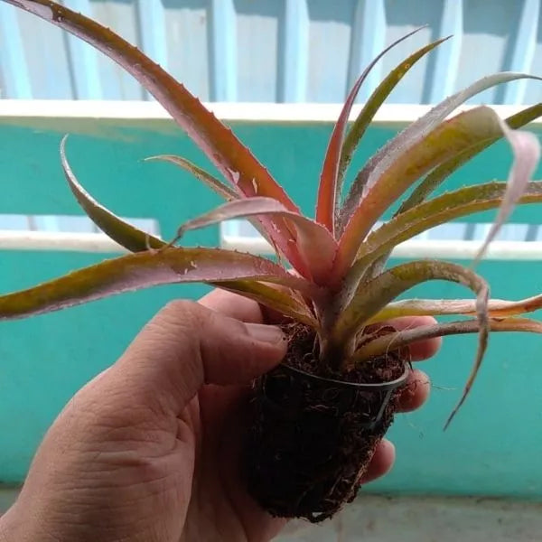 A hand holding Pineapple Plant Sapling in a net pot with with distemper color wall as a back ground.