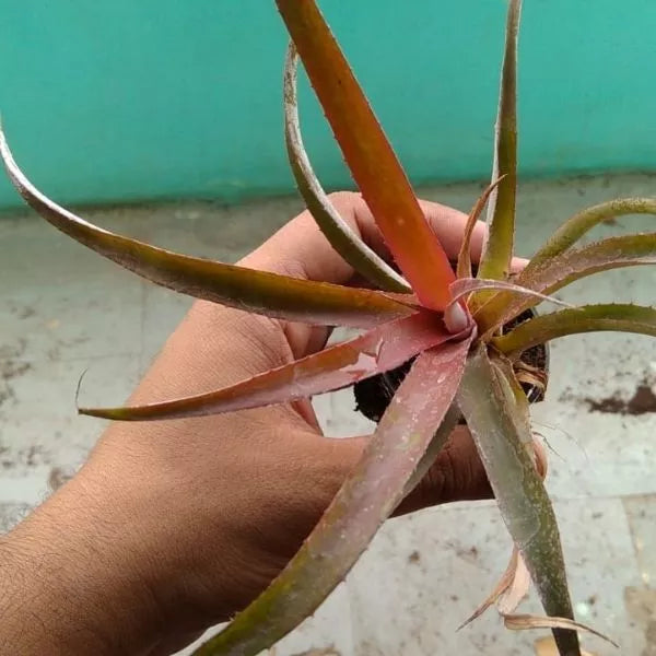 A hand holding Pineapple Plant Sapling ina net pot with muddy floor in the back ground.