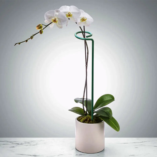 This is an image of flower plant in a pot that is supported by Metal Plant Support Stake kept against white light color background.