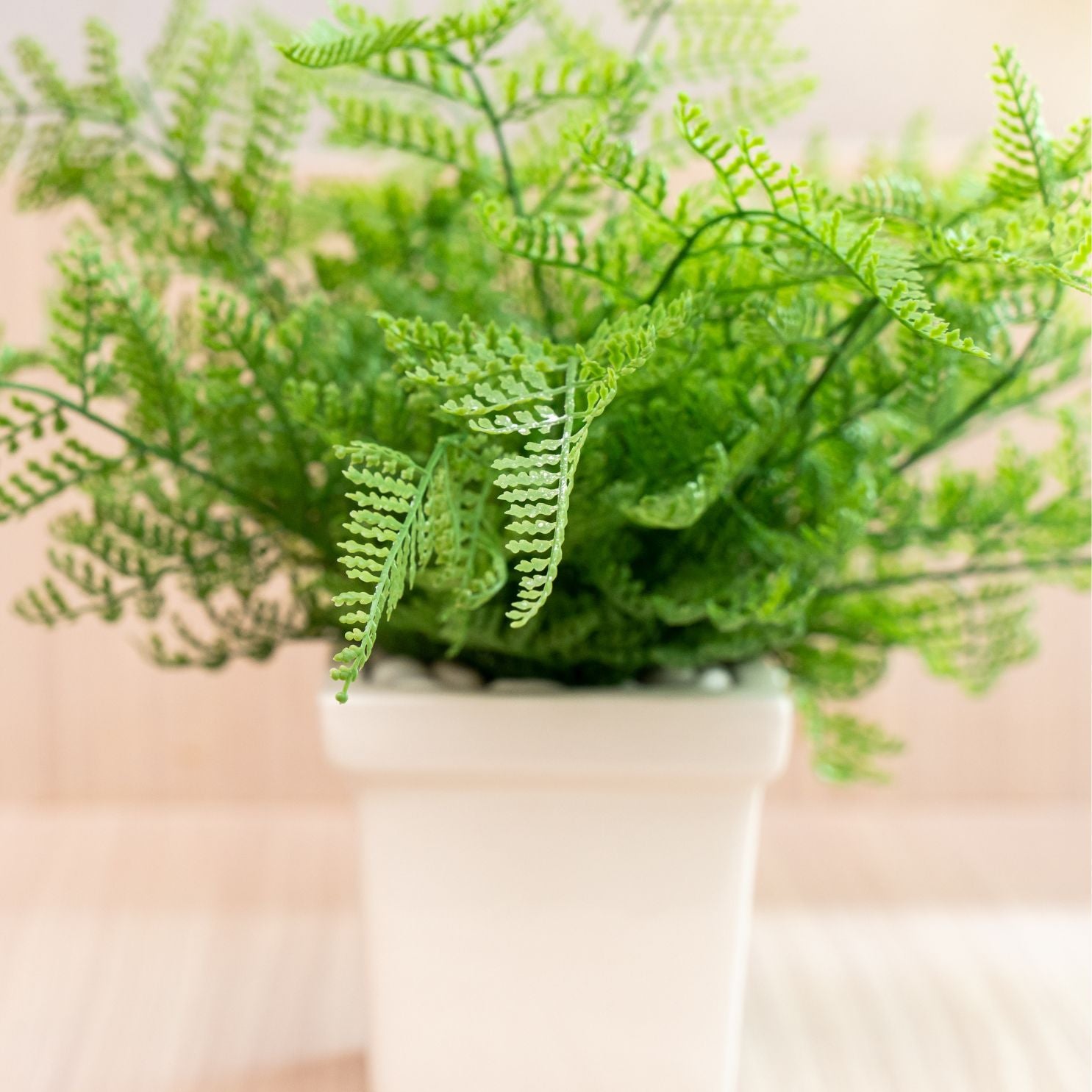 Green Fern Plant Sapling (1pc)