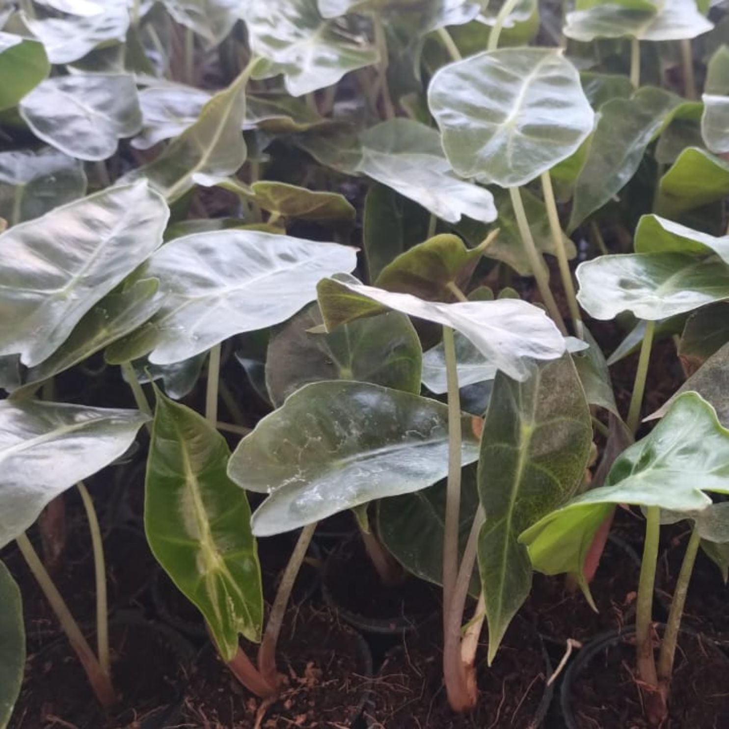 Alocasia Amazonica Plant Sapling (1pc)