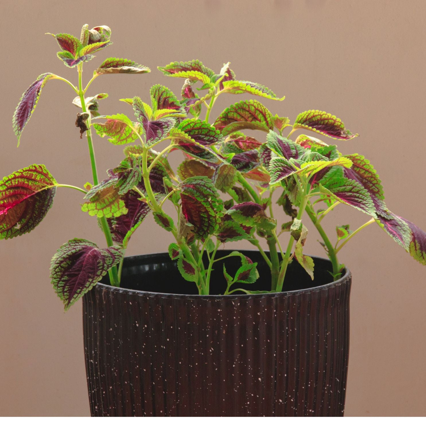 Coleus Plant Sapling (1pc)