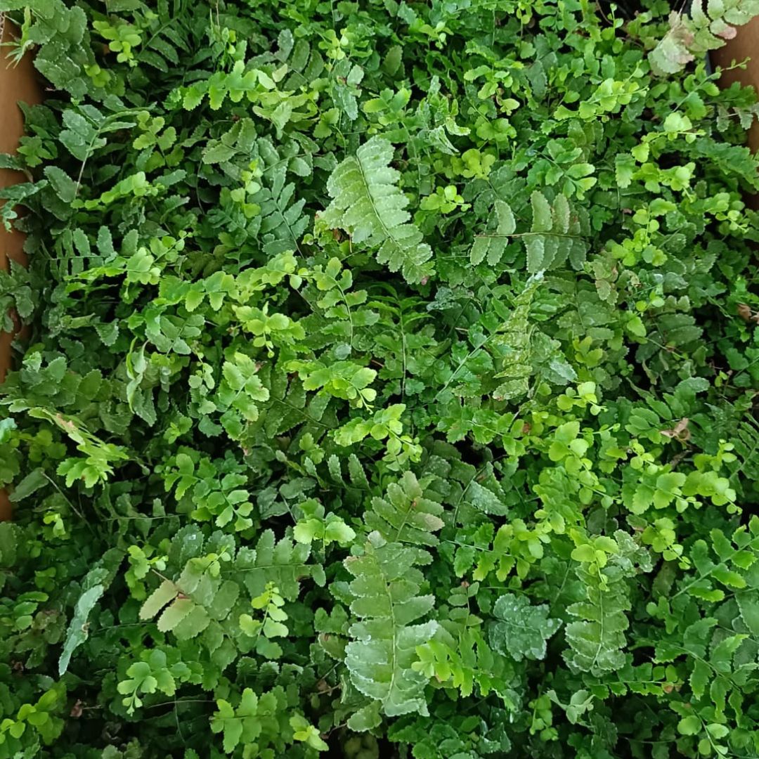 Green Fern Plant Sapling (1pc)