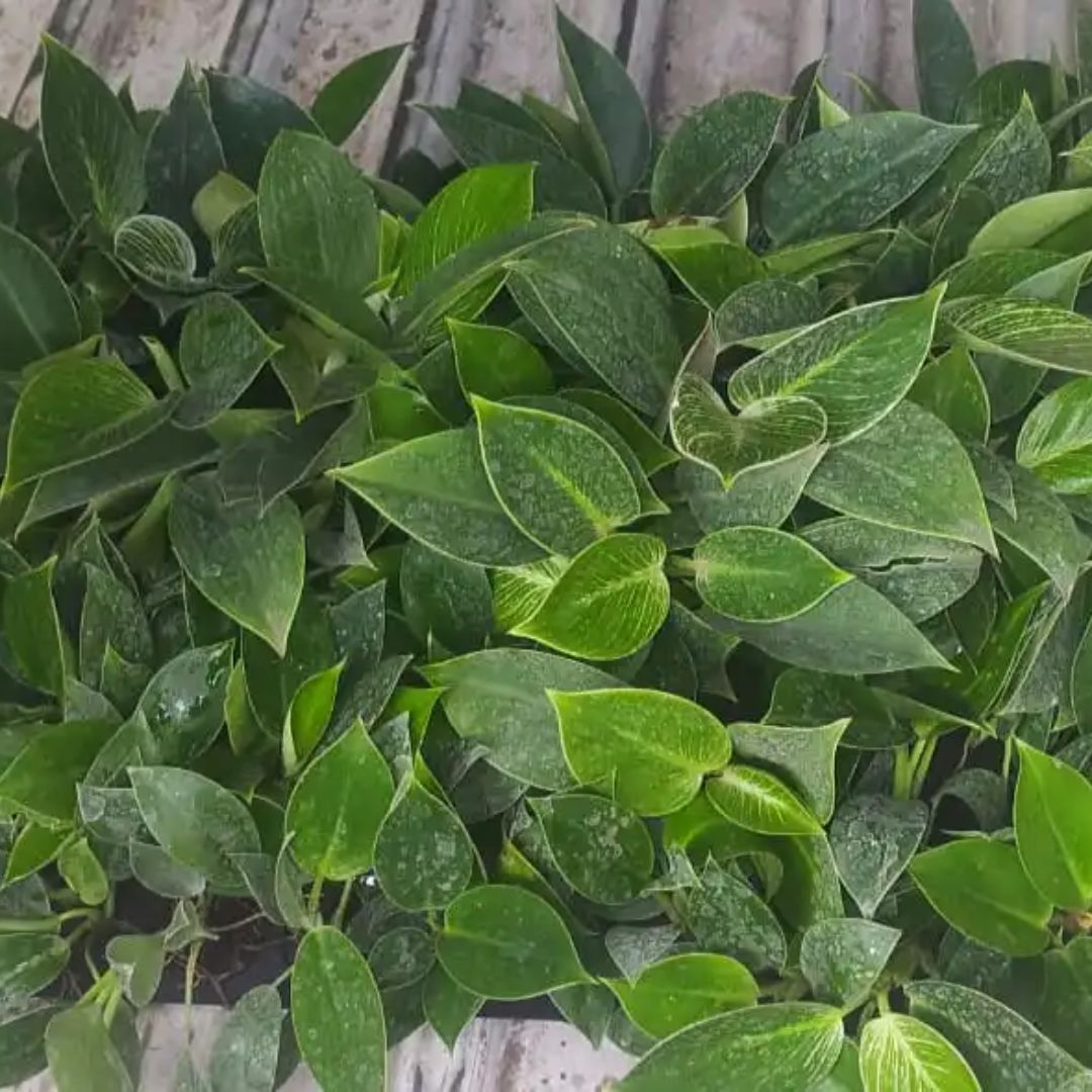 Philodendron Birkin Plant Sapling (1pc)