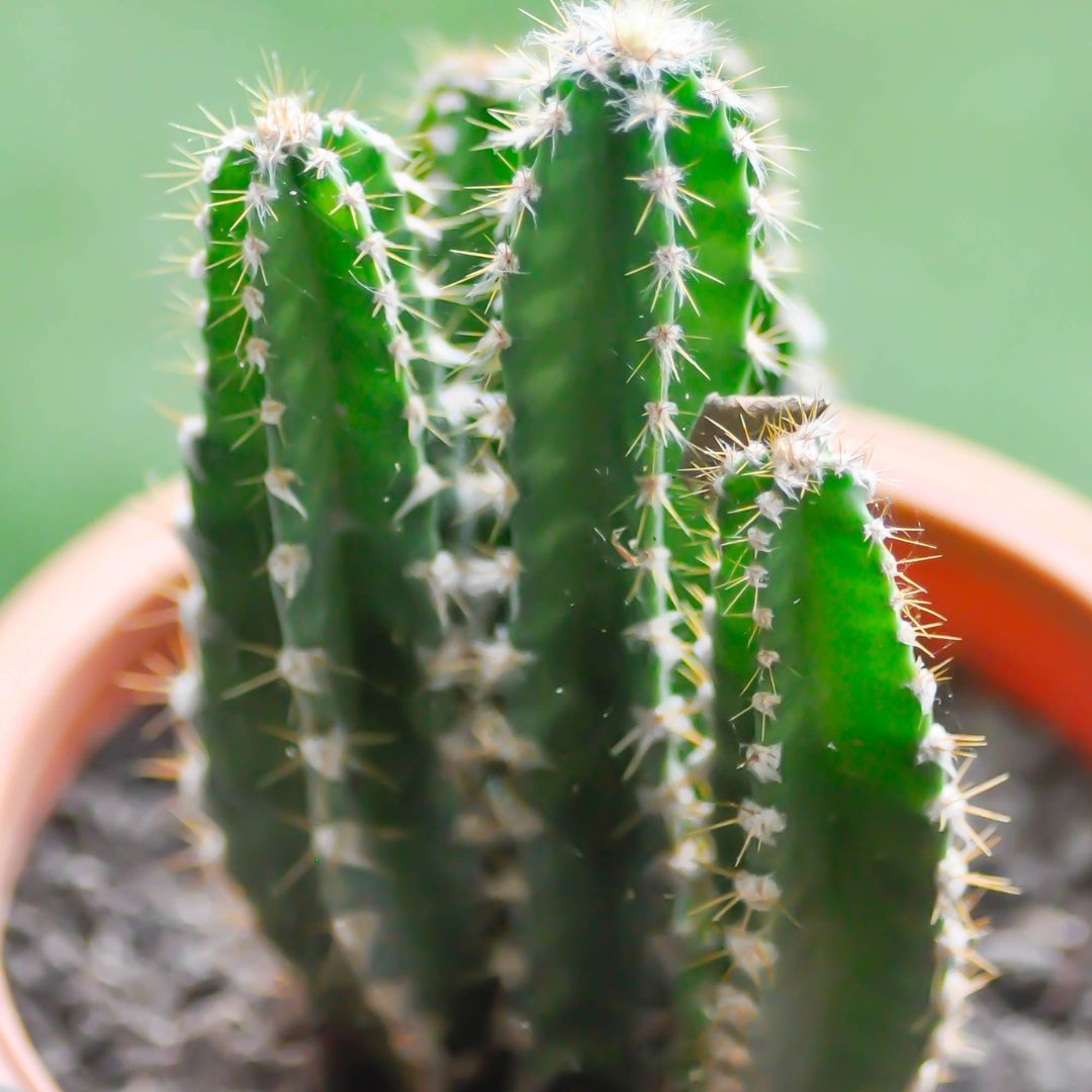Fairytale Cactus Elongated Sapling (1pc)