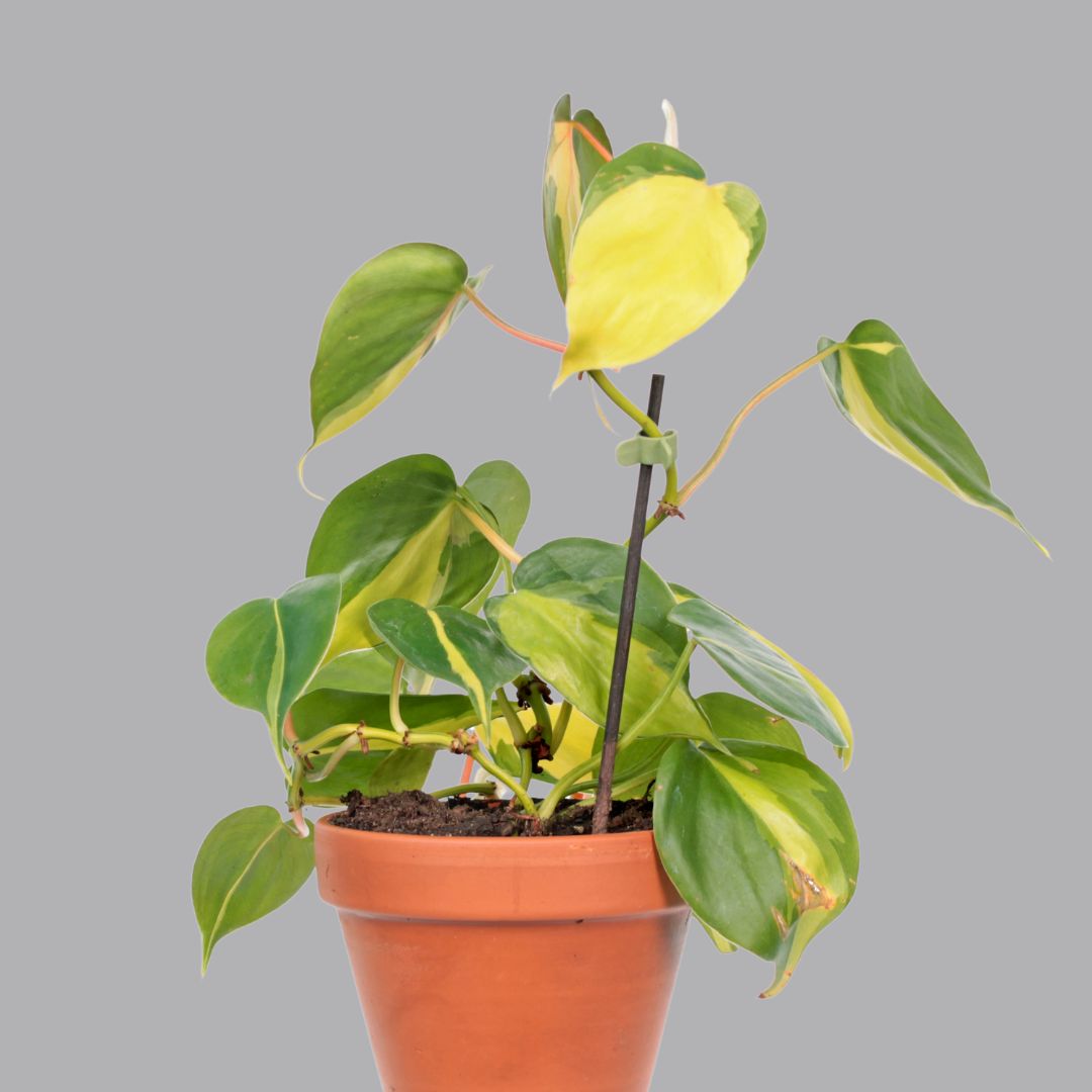 Philodendron Oxycardium Golden Plant Sapling (1pc)