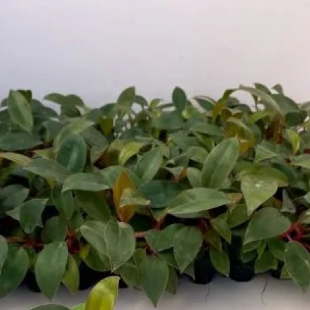 Philodendron Red Plant Sapling (1pc)