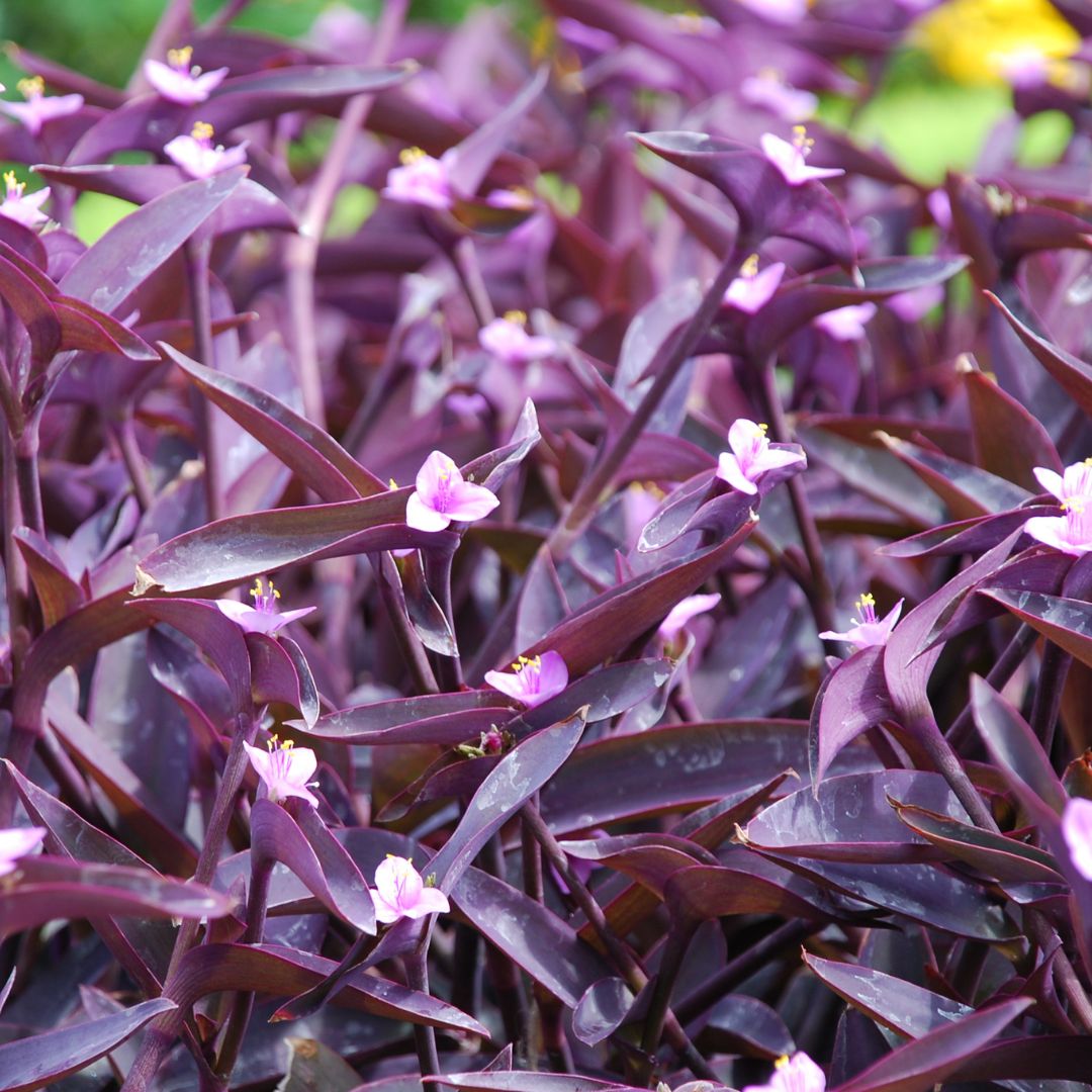 Purple Heart Plant Sapling (1pc)