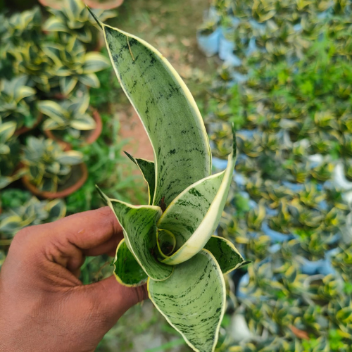 Hand holding silver snake plant.
