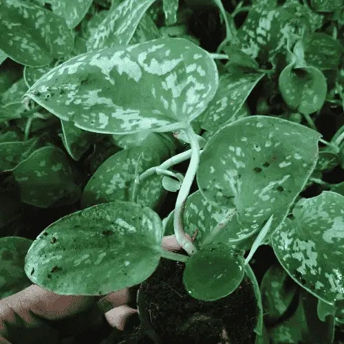 Close up view of the leaves of the money plant sapling.