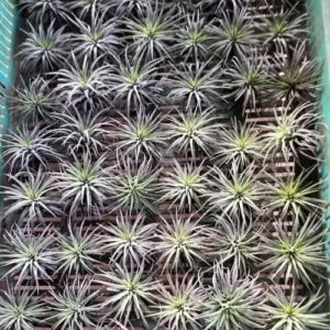 Tillandsia-aeranthos-indoor-air-plant in large quantity
