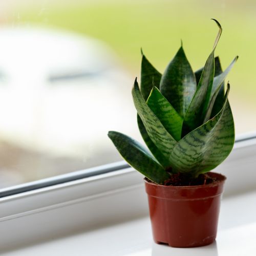 Dwarf Snake Plant
