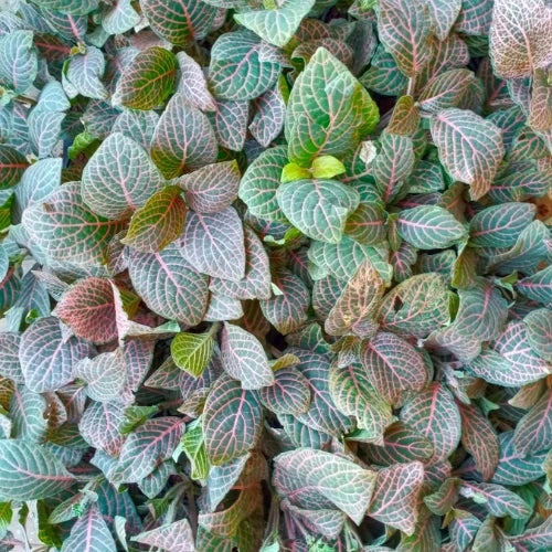 Fittonia Red Sapling (1pc)