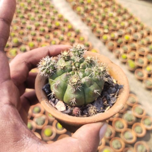 Gymnocalycium damsii Var. multiproliferum plant (1pc)