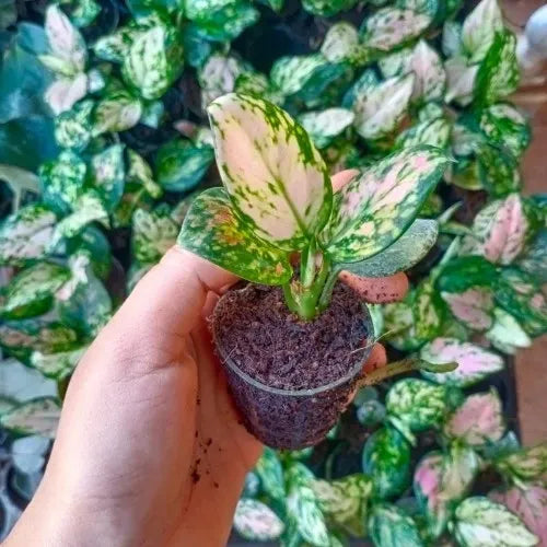 Aglaonema Pink Valentine Plant Sapling (1pc)