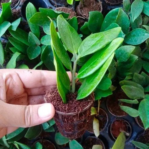 Person holding ZZ plant sapling in mini pot