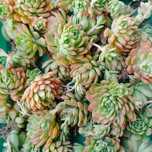 Close-up of the Plant