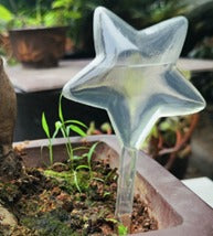 Image of a transparent self watering Star 