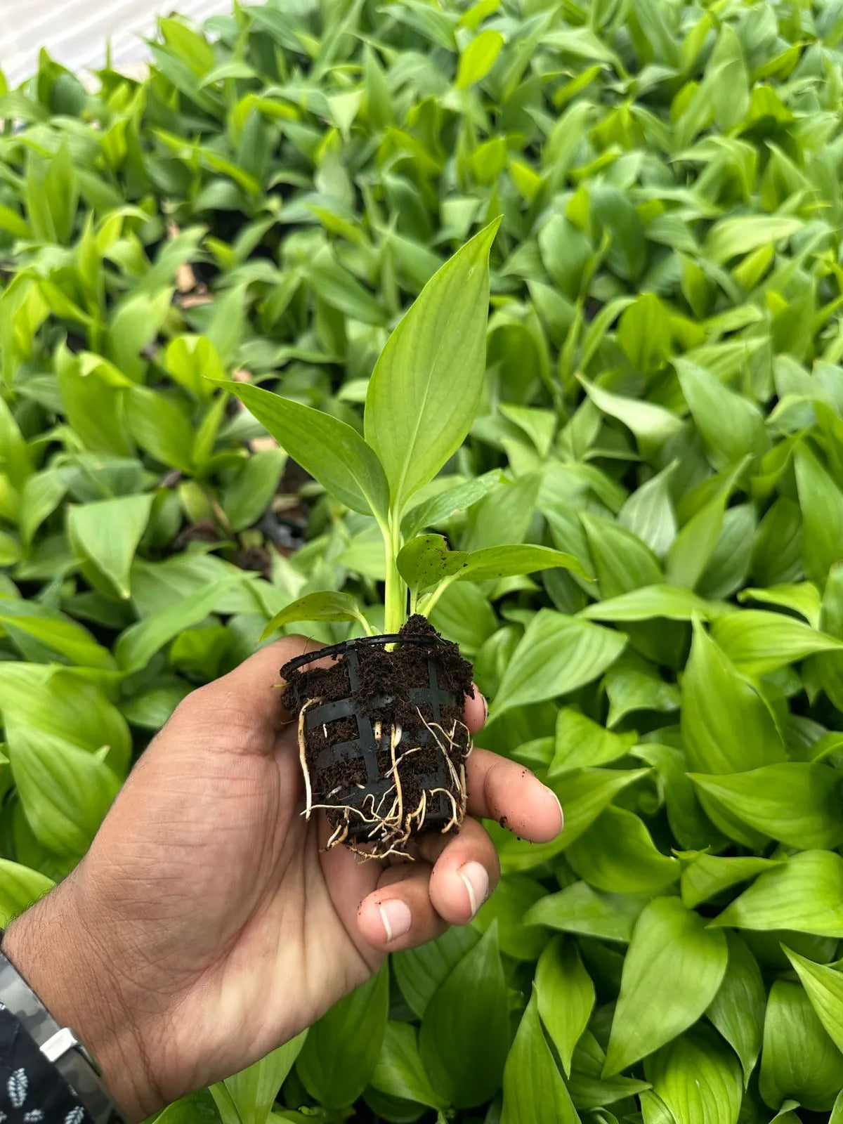 Peace Lily Plant Sapling (1pc)