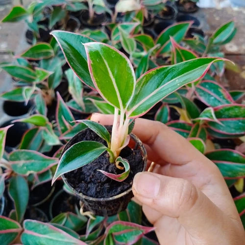 Aglaonema Lipstick Plant Sapling (1pc)