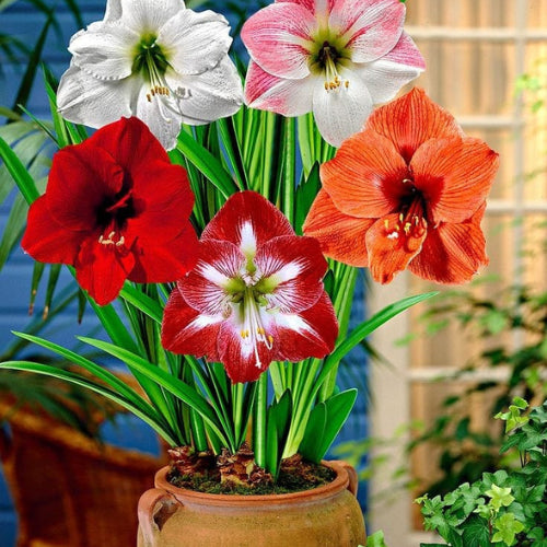 Amaryllis lily Mix