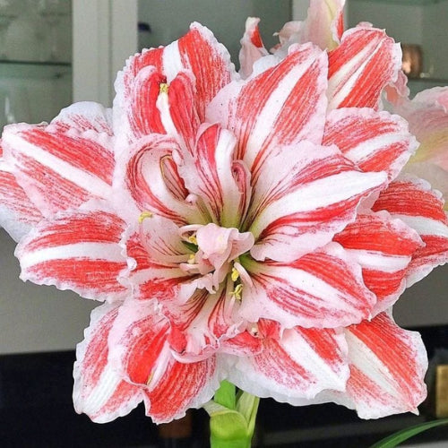 Amaryllis Lily Mix Bulb(1Pc)