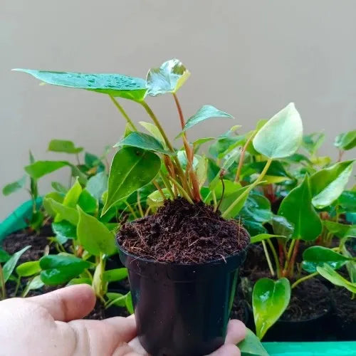 Anthurium Red Plant Sapling (1pc)