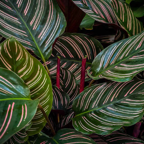 Calathea Maranta Ornata Plant (1Pc)