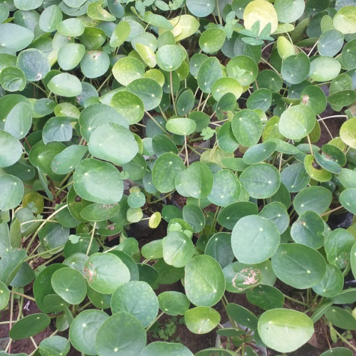 Chinese Money Plant Sapling (1Pc)