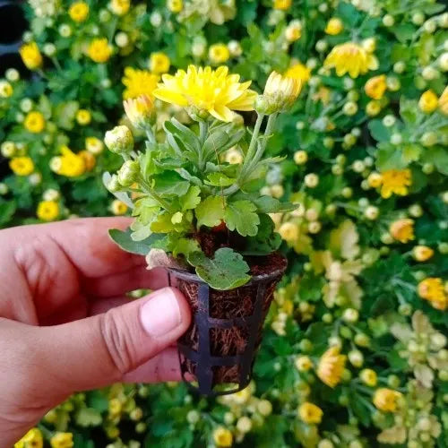 Chrysanthemum Mix Plant Sapling (1pc)