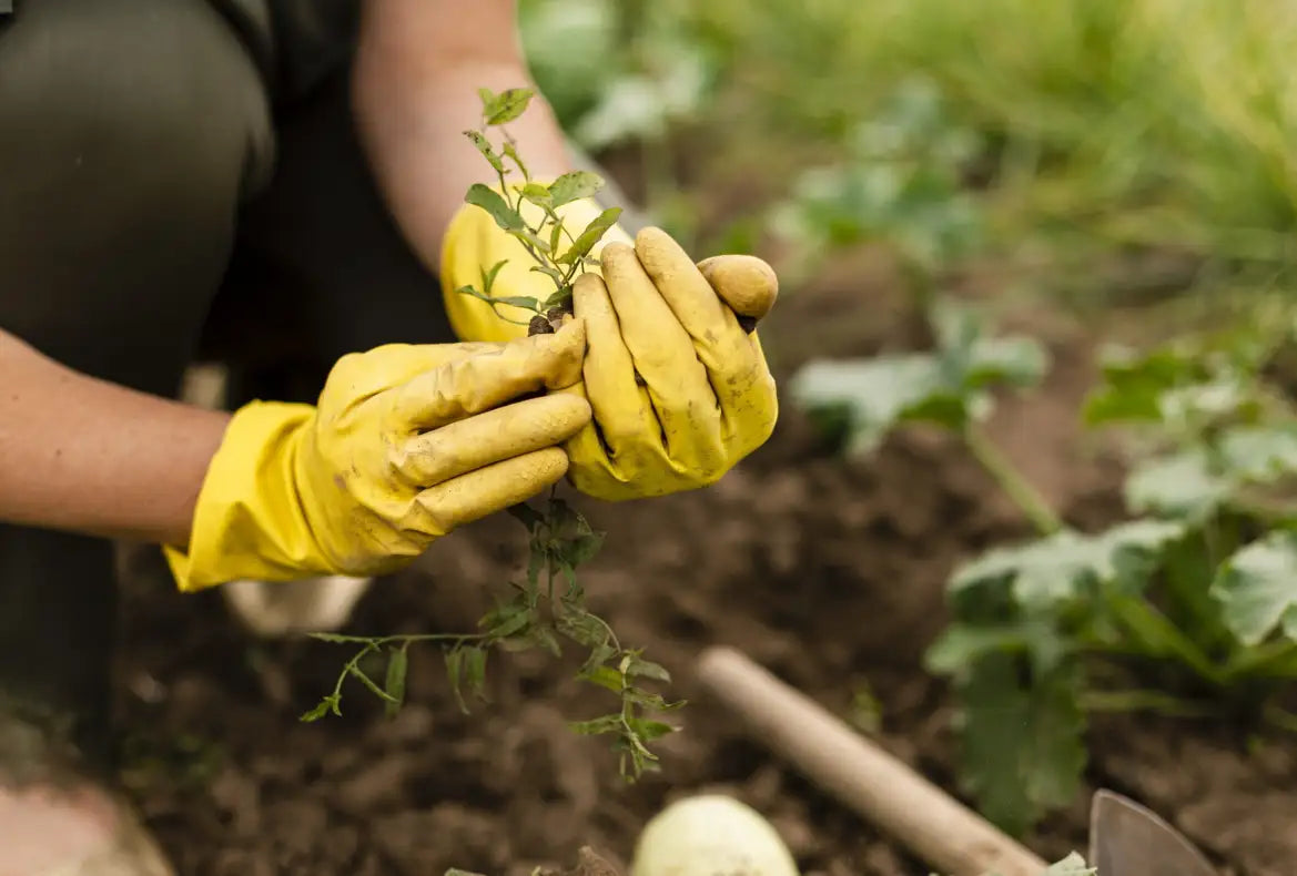 Person holding plant sapling