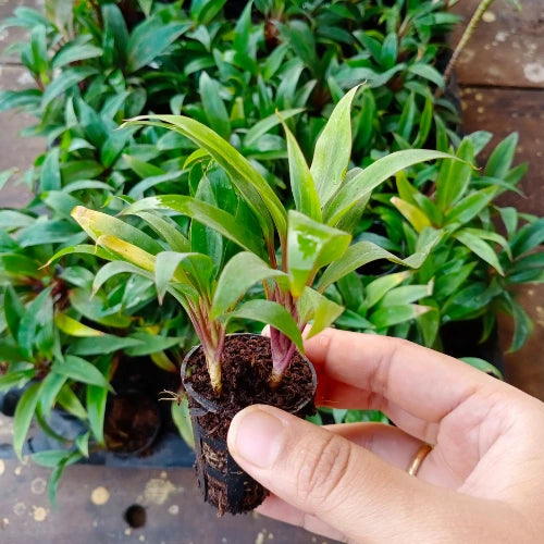 Cordyline Brown Plant Sapling (1Pc)