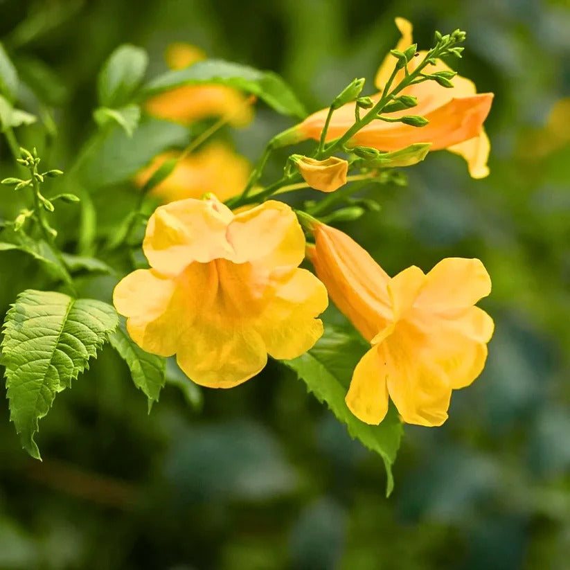 Yellow Tecomo Plant
