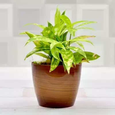 This is an image of Dracaena Golden Milky Plant