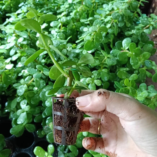 Jade Plant Sapling (1pc)