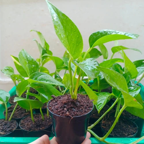 Money Plant Sapling (1pc)