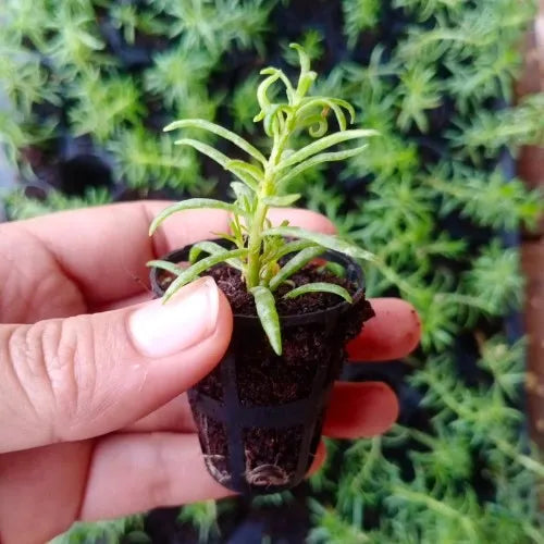 Moss Rose Plant Sapling (1pc)