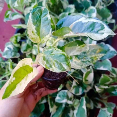 N'joy Money Plant Sapling(1pc)