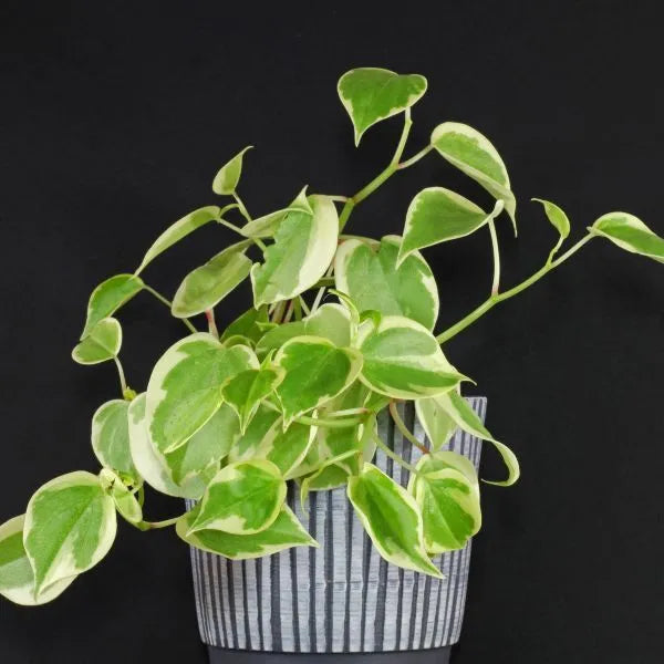Peperomia Creeper Plant Sapling (1pc)
