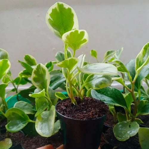 Peperomia Obtusifolia Variegated Sapling (1pc)