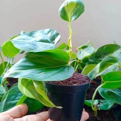 Philodendron Oxycardium Variegated Plant Sapling (1pc)