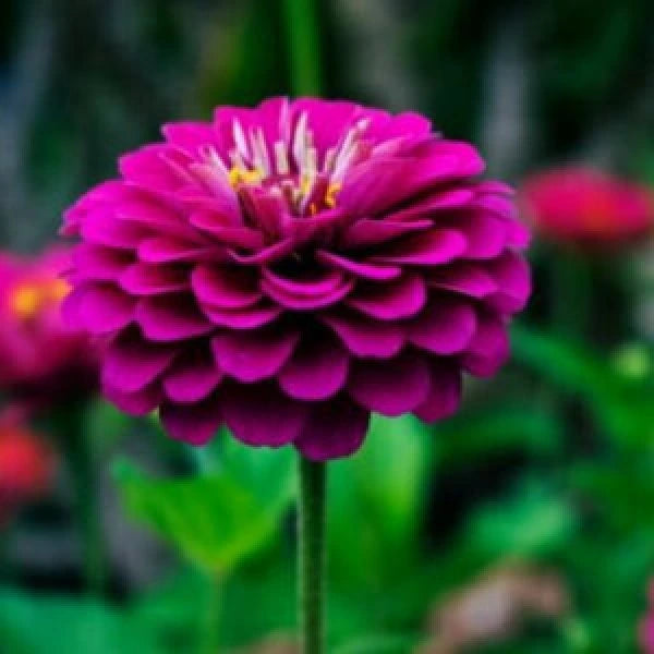Brightly colored dahlia flower in a green garden