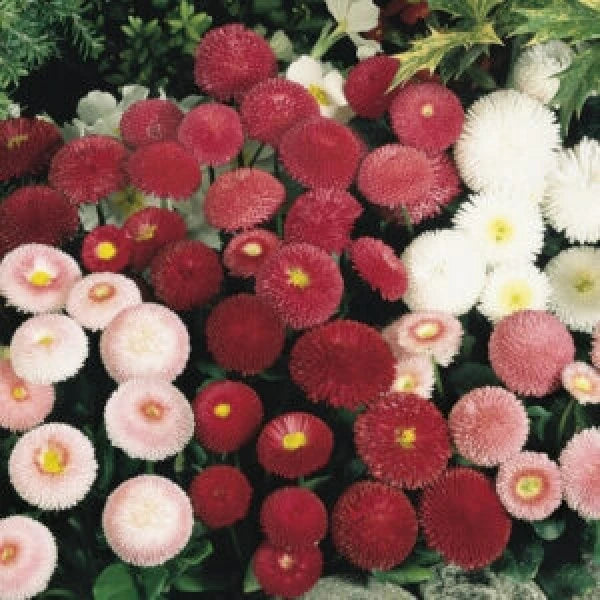 Red and white colored Bellis Monstrosa flowers with curled petals.