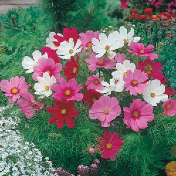 Pink, red, white Cosmos flowers with thin leaves