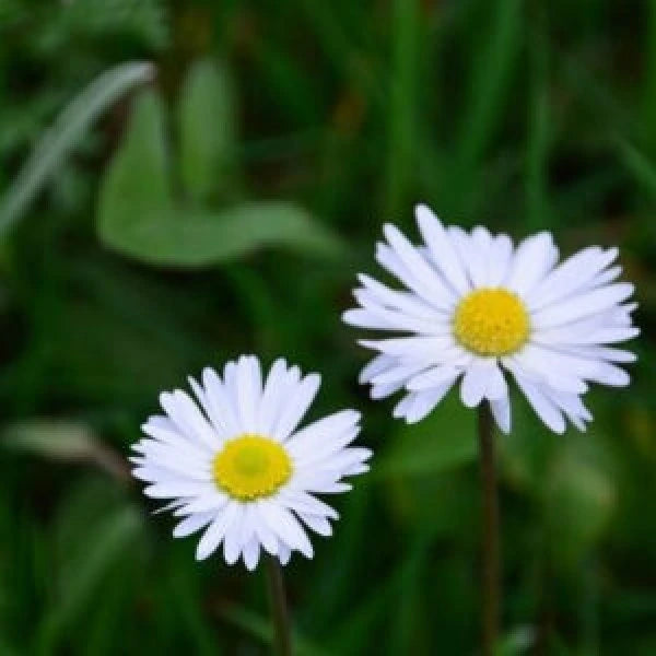 Daisy Seeds Mixed