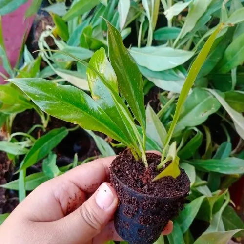 A hand holding the ring of fire variegated plant sapling.