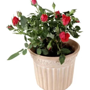 Image of a rose plant sapling with many beautiful red roses.