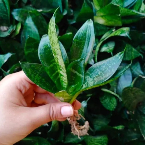 Dwarf Snake Plant(1Pc)